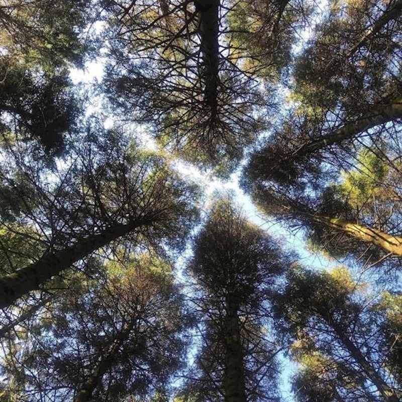 16. Spektakularan rascjep između krošnji stabala