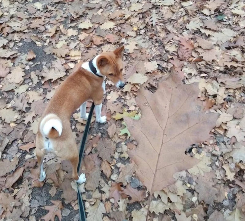 10. List je veći od psa?