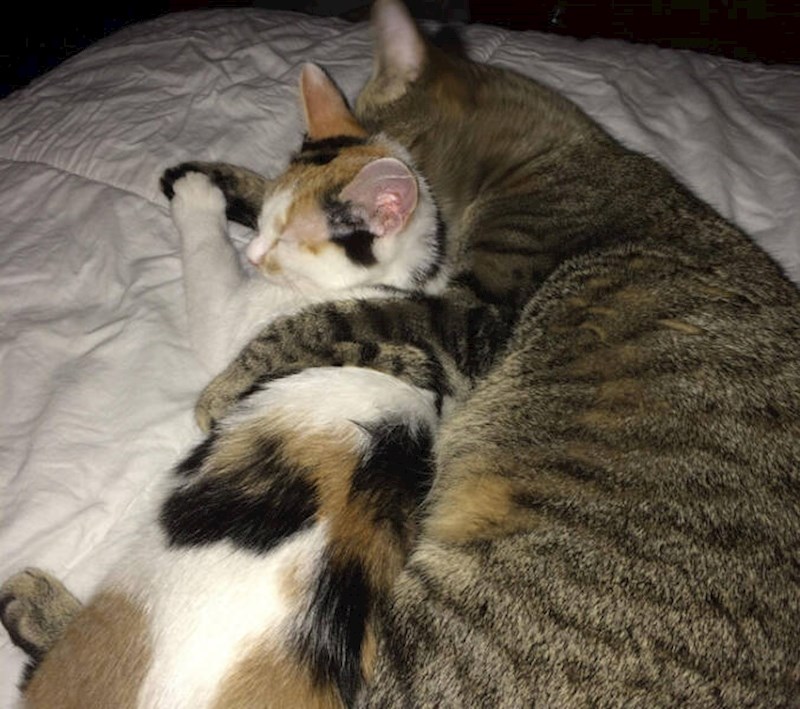 2. Uhvatila sam svoje mace kako se grle i drže za šapice