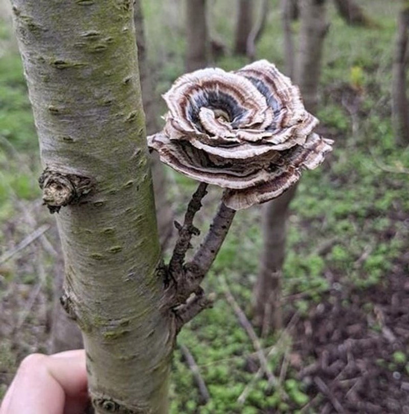 12. Gljiva u obliku ruže