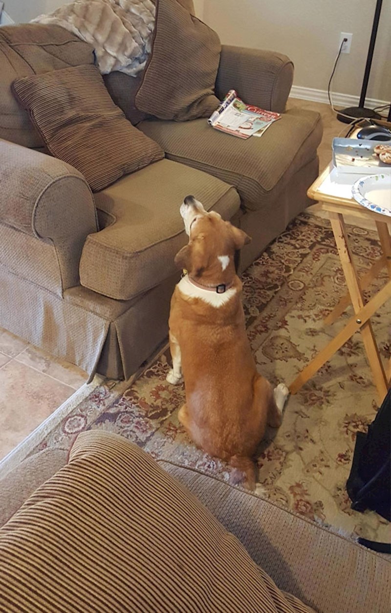 11. Ovako moj slijepi pas žica hranu