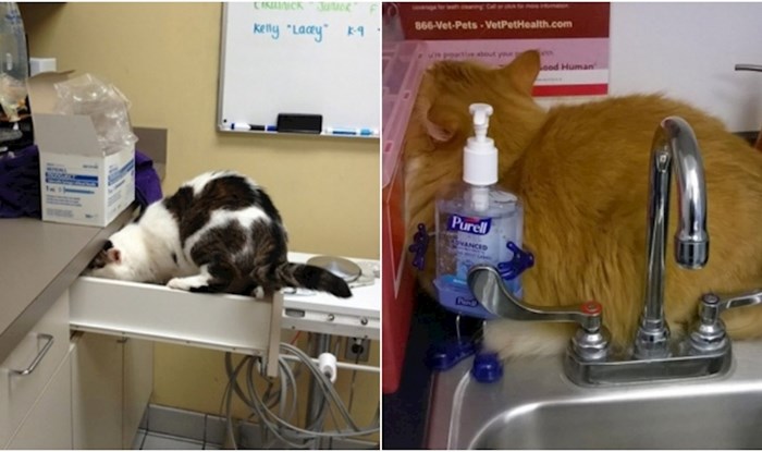 20+ čudnih mjesta na kojima su se mačke sakrile od veterinara, fotke su urnebesne