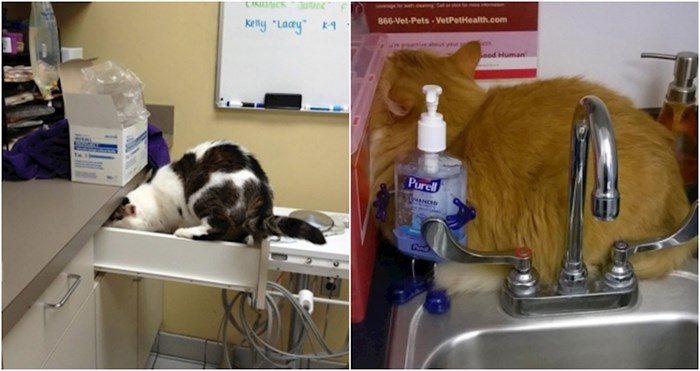 20+ čudnih mjesta na kojima su se mačke sakrile od veterinara, fotke su urnebesne