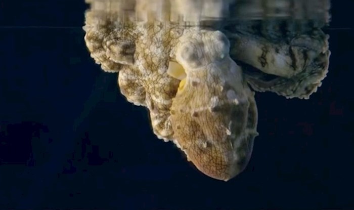 Impresivna snimka pokazuje kako hobotnice izgledaju dok sanjaju, ispast će vam vilica kad ju vidite
