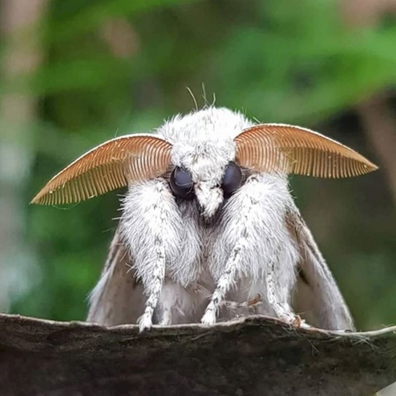 15. Ekstremno čudan moljac