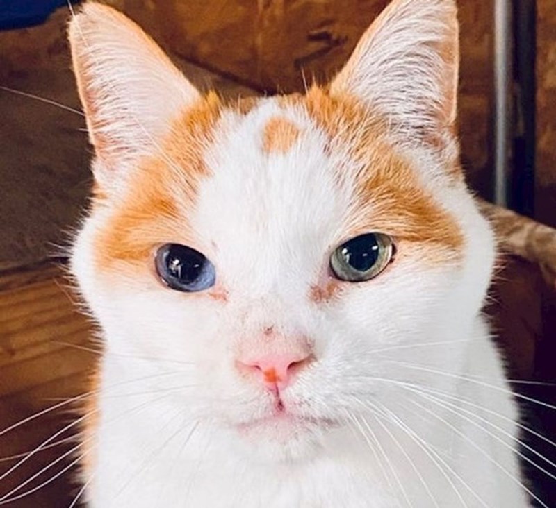 13. Maca s jako zanimljivim očima