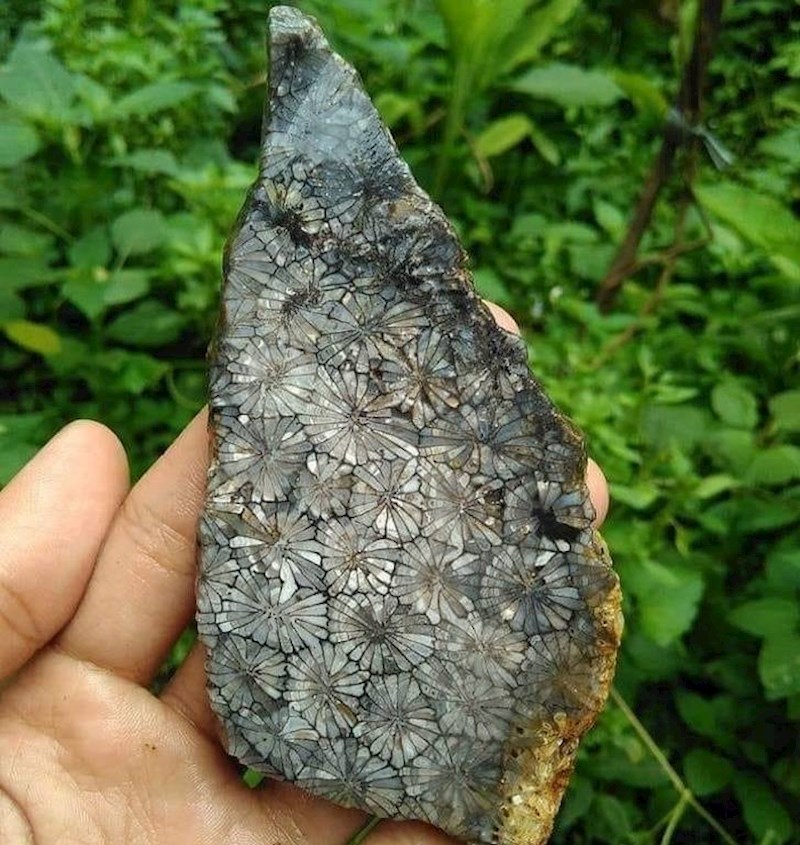 6. Fosilizirano cvijeće