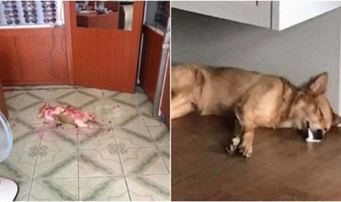15 puta kad su vlasnici zbog svojih kućnih ljubimaca skoro dobili srčani udar