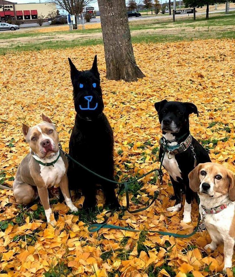 6. Lice mojeg crnog psa nikad se ne vidi na fotkama - evo kako sam riješila problem