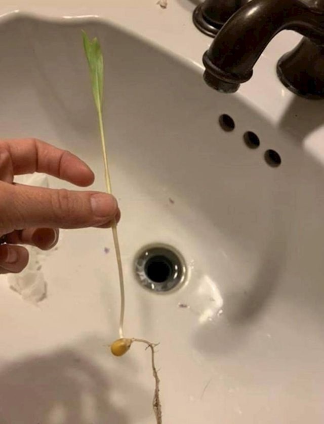 11. Moj prijatelj je našao biljku koja je rasla u umivaoniku. Bilo je to zrno kukuruza za kokice koje je valjda slučajno završilo u odvodu.