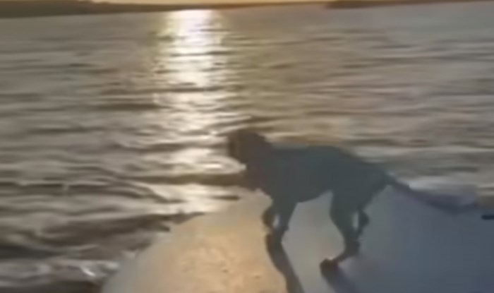 Tip je snimao zalazak sunca, u kadar mu je uletio pas i napravio nešto što je nasmijalo tisuće