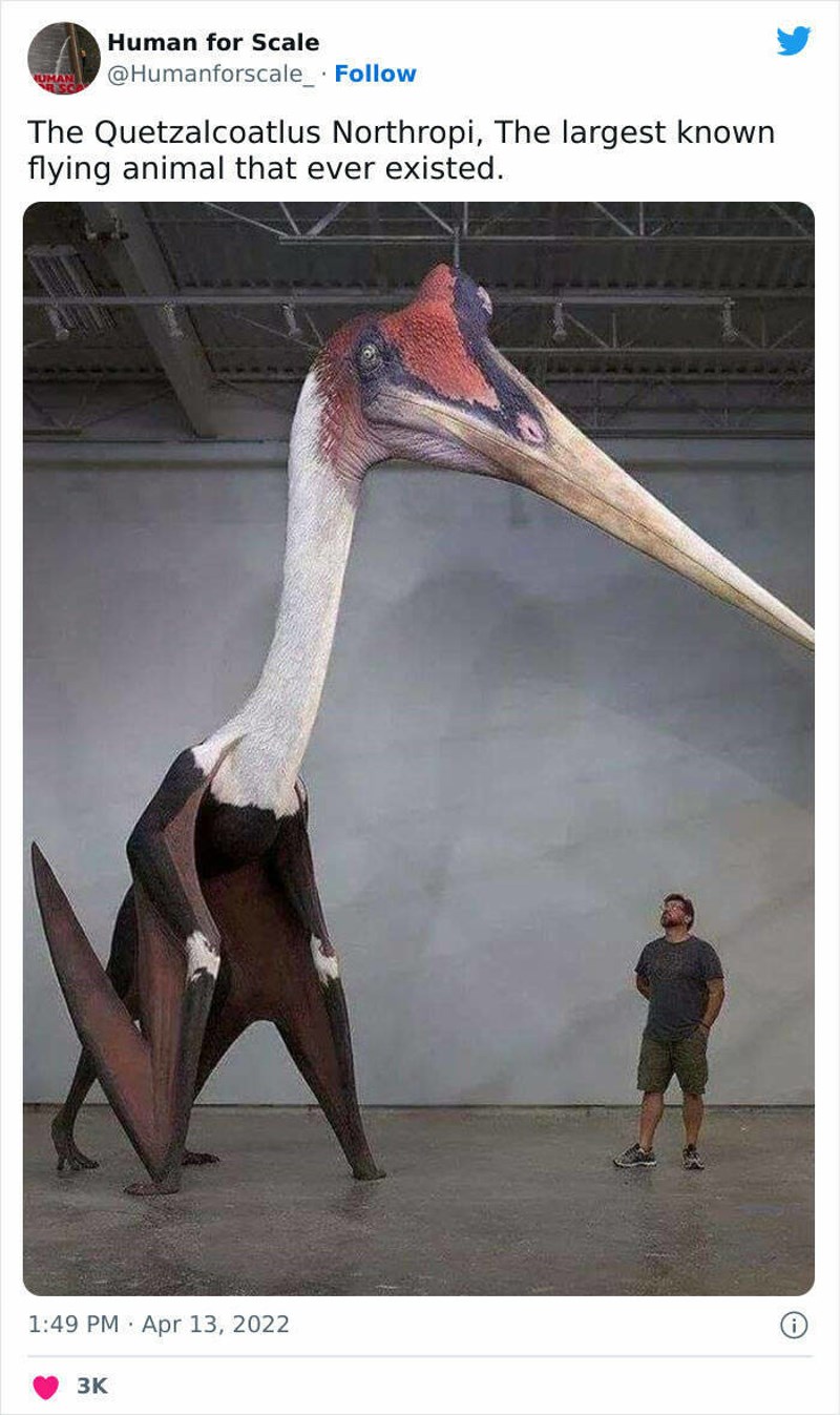 9. Najveća leteća životinja koja je ikad živjela na Zemlji, Quetzalcoatlus Northrop