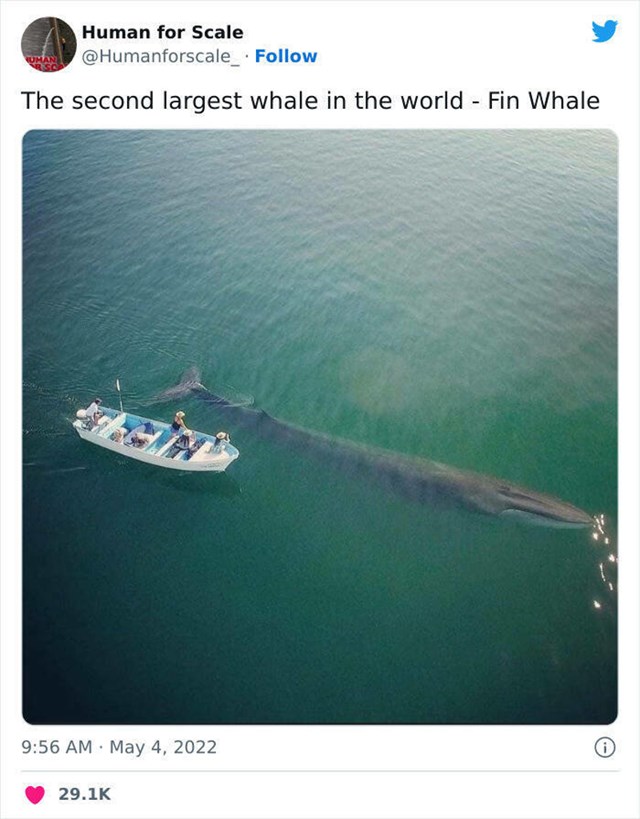 13. Drugi najveći kit na svijetu, kit perjar