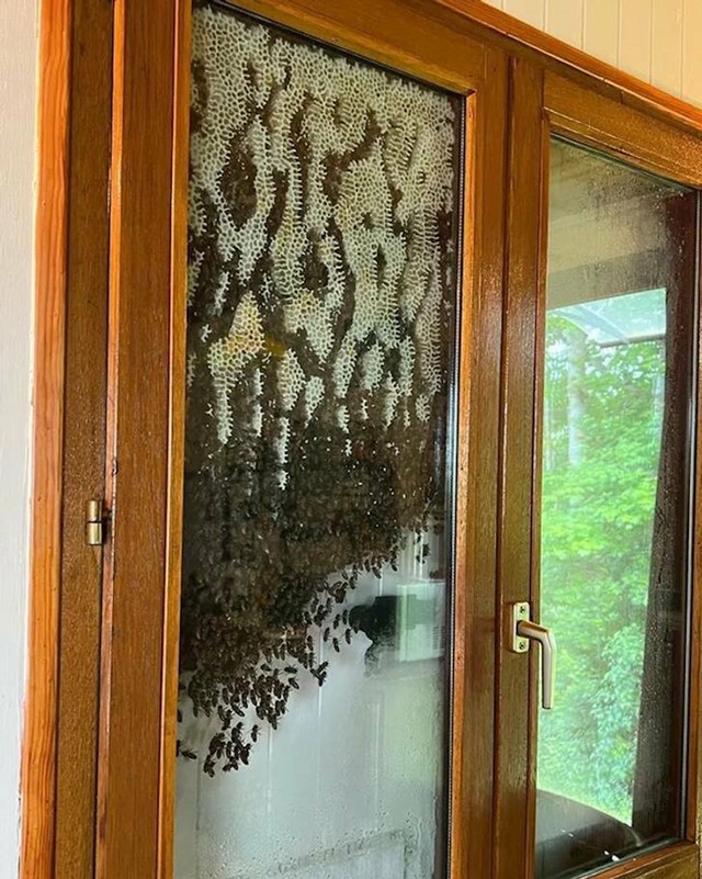 13. Pčele su se odlučile nastaniti na nečijem prozoru