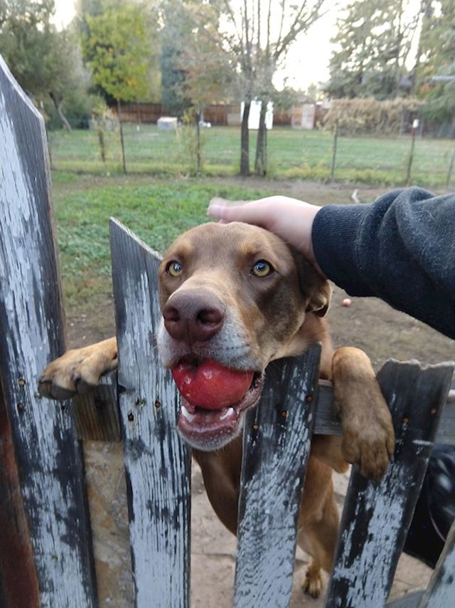 16. "Susjedov pas svaki put kad prođem donese mi jabuku."