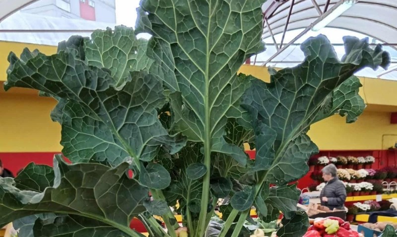 Prizor s tržnice nasmijao je cijelu Hrvatsku, ovaj domaći proizvod garantirano niste do sad vidjeli