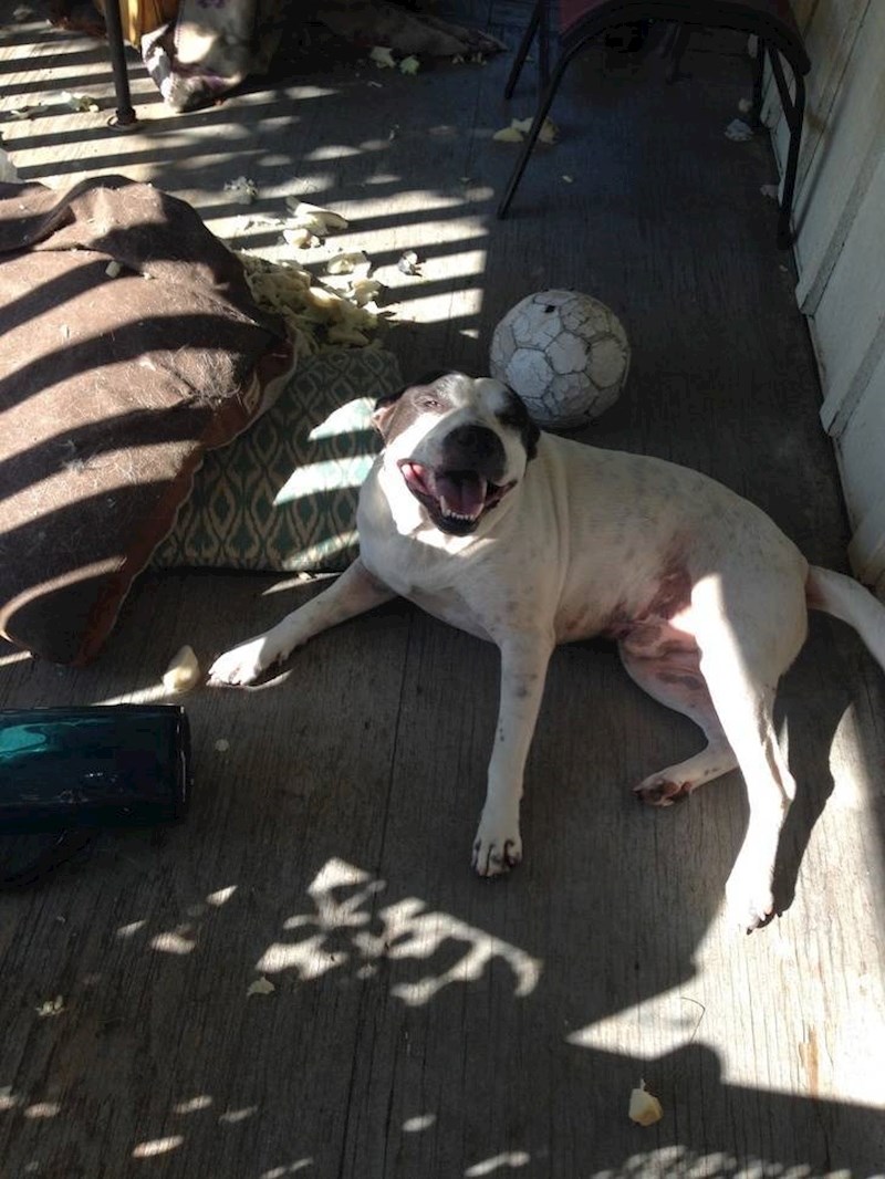 11. Uništio je cijelu terasu i jako je zadovoljan zbog toga