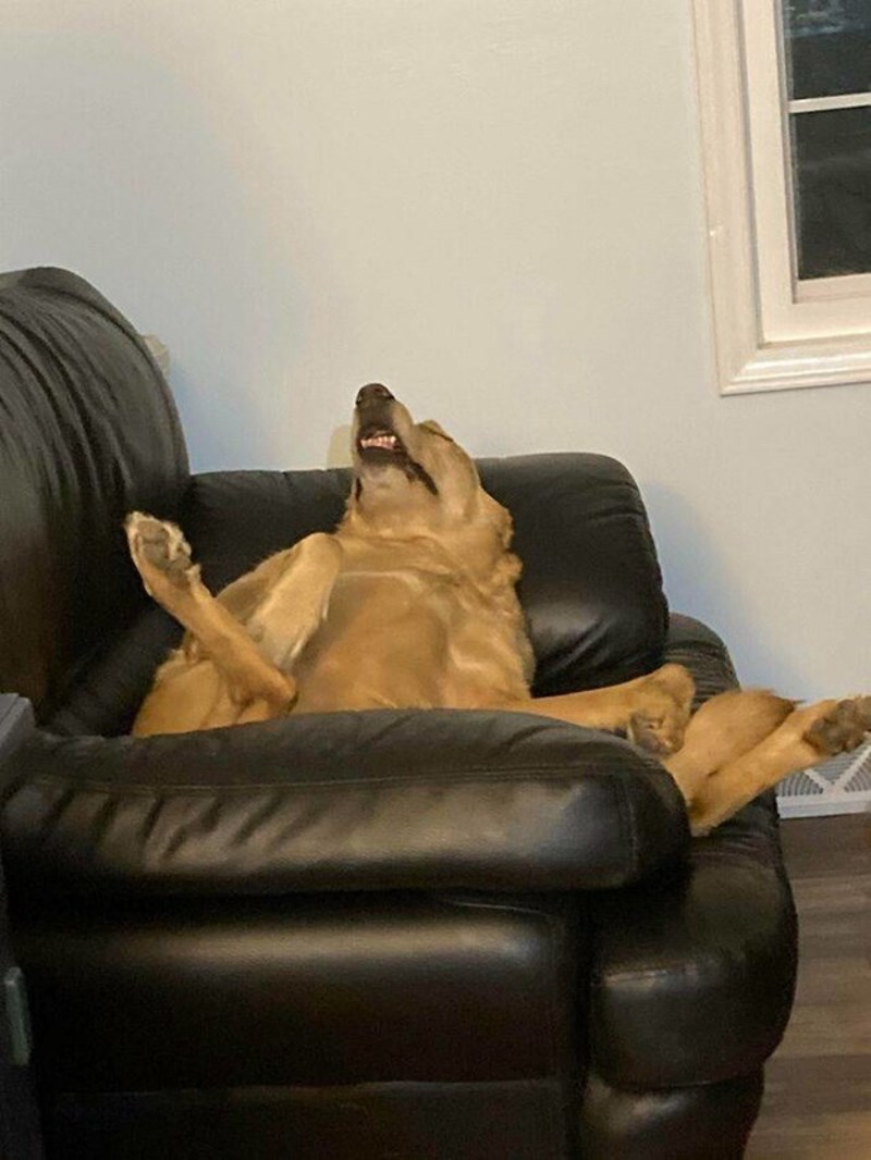 13. Mama mi je poslala fotku mojeg psa kojeg čuva preko vikenda. Očito da mu se dopada kod nje.