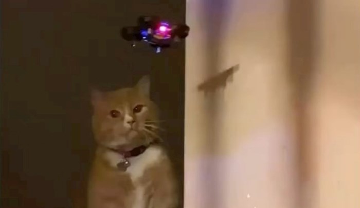Kućnu mačku jako je naživcirao mini dron, prasnut ćete u smijeh kad vidite kako se obračunala s njim