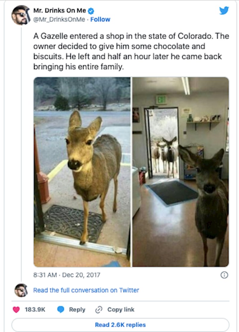 5. Gazela je ušla u jedan dućan u Koloradu. Vlasnik joj je dao malo čokolade i keksića. Otišla je i nakon pola sata se vratila s cijelom svojom obitelji.
