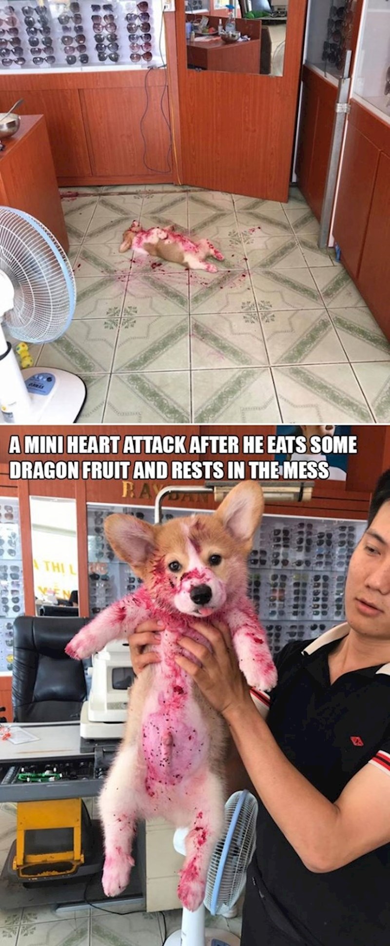 15. Pojeo je pitaju i izvalio se na leđa od sitosti u vlastitom neredu