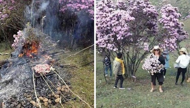 Turisti uništavaju prekrasna stabla azaleje u Kini, a neki su čak otišli u toliku krajnost da su ih iskoristili kao grane za roštilj