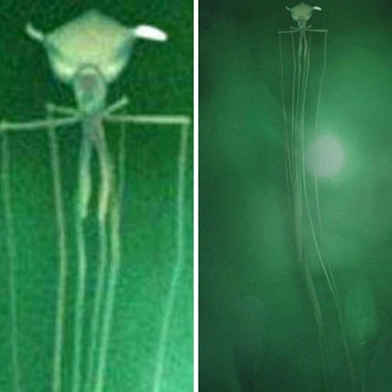 Ova čudna lignja s još čudnijim pipcima dugim 8 metara pronađena je 2007. godine na obali Teksasa.