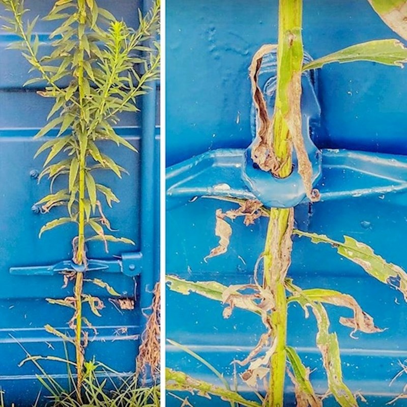 6. Život uvijek pronađe put!