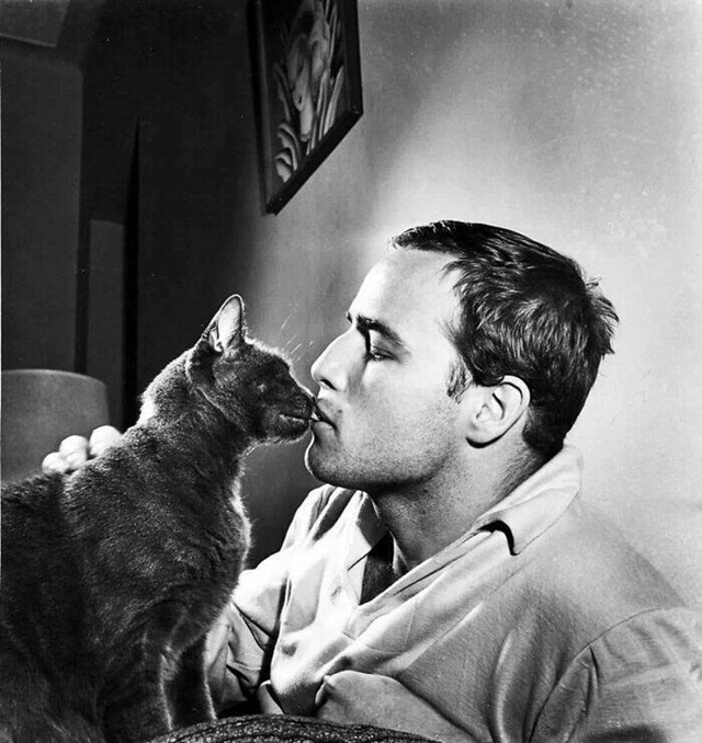 8. "Marlon Brando, ljubitelj mačaka, jednom je izjavio: "Živim u kući svoje mačke""