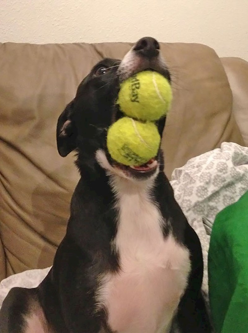 20. Moj pas ponosan je na svoj talent