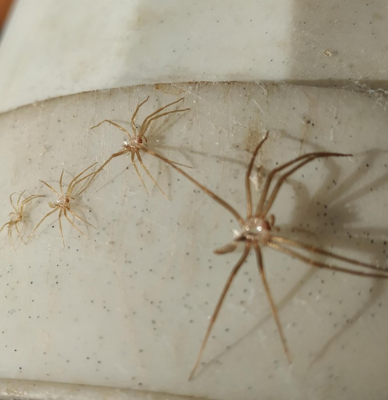 9. Ovo nije više paukova, već je ovaj pauk "presvukao kožu"