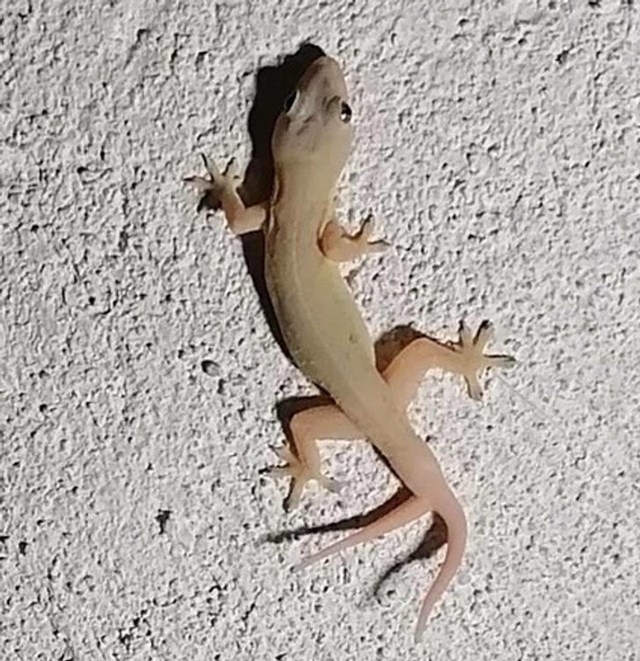 15. Gušter kojem raste dupli rep