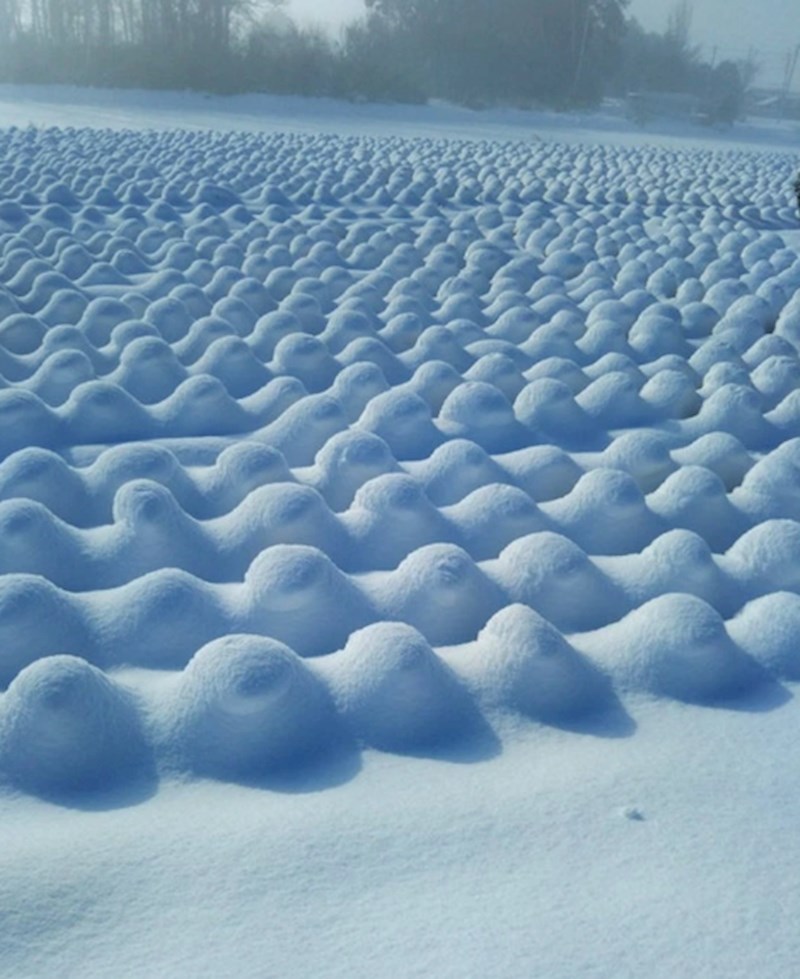 16. Ovako to izgleda kad polje kupusa prekrije snijeg