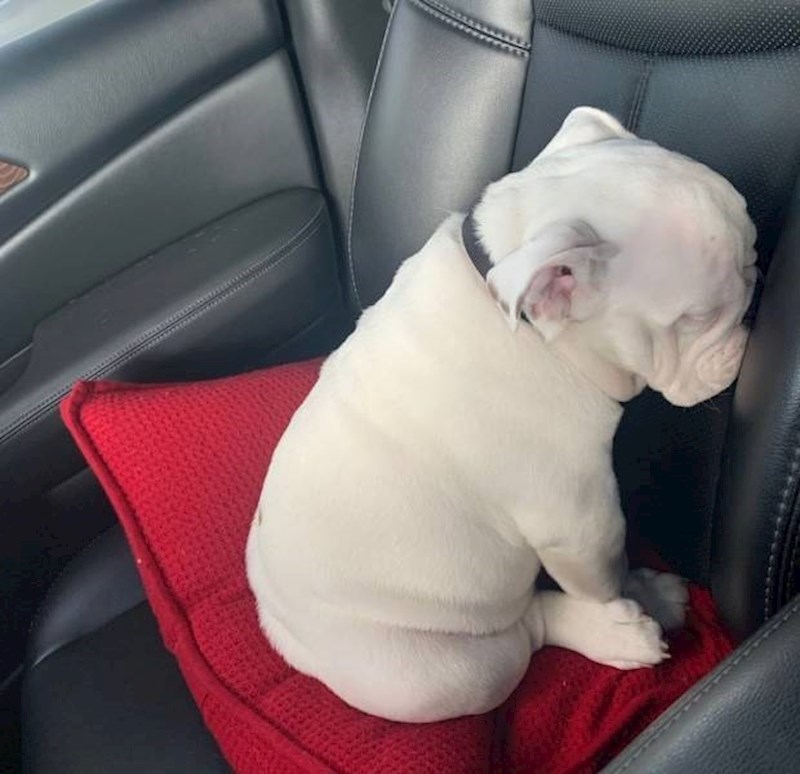 9. Svaki put kad kažem "ne" svome psu napravi ovo