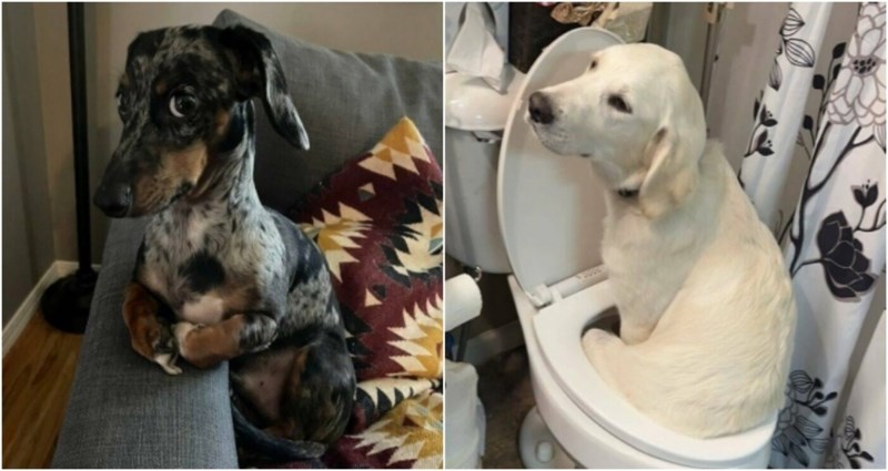 20+ smiješnih slika životinja koje izgledaju kao glavni likovi humorističnih serija