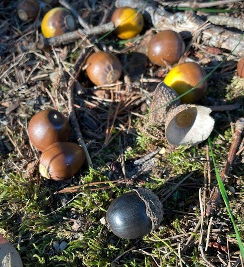 2. Pronašao sam crni žir u svome dvorištu.