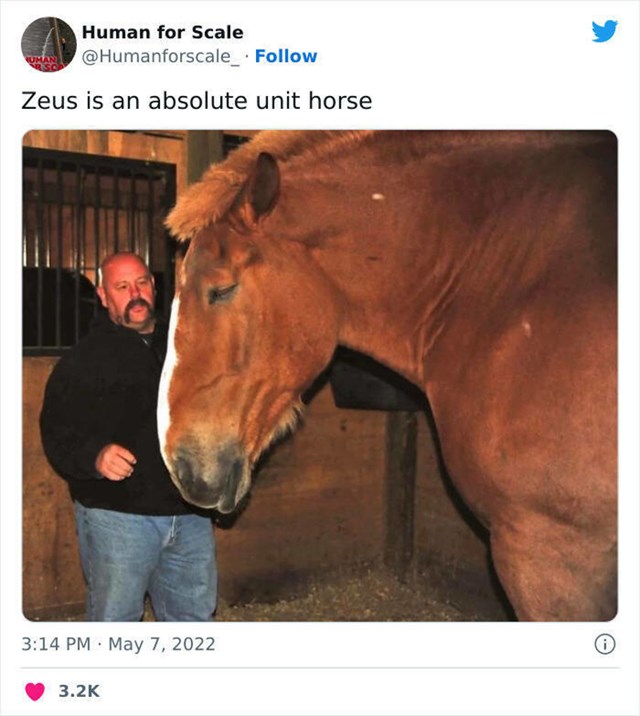 6. Zeus, ogromni konj