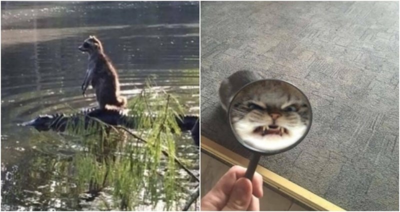 20+ smiješnih slika nestašnih životinja koje će vam momentalno izmamiti osmijeh na lice