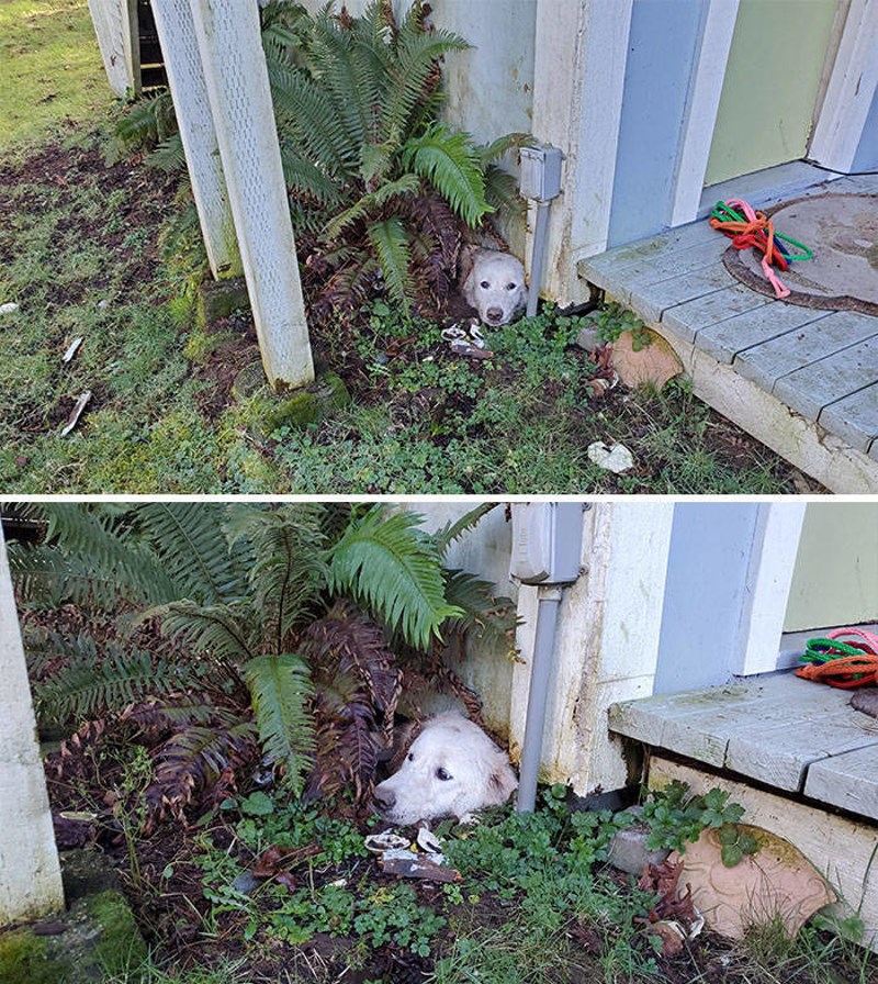 18. Pustila sam psa u vrt i zabrinula se kad se nije vratio preko sat vremena. Otišla sam ga potražiti i vidjela da je zapeo u tunelu koji je pokušavao iskopati.