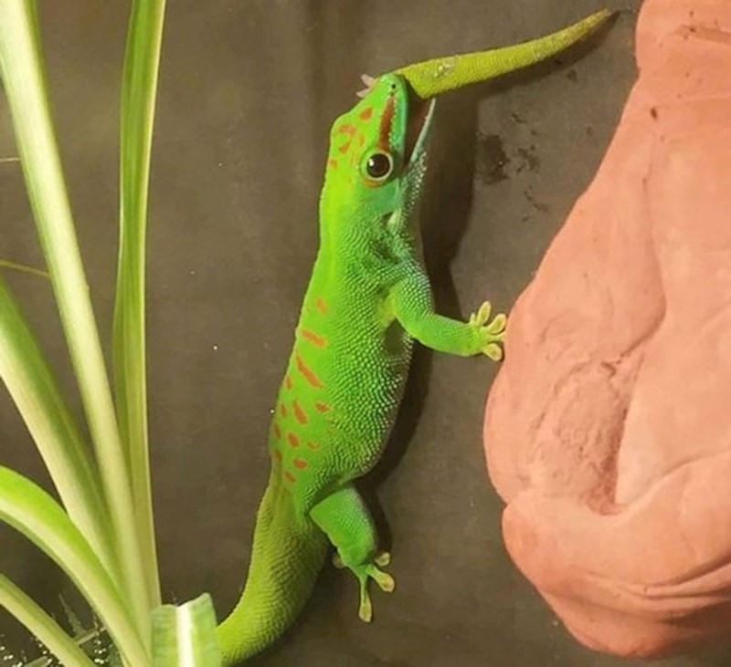 Gušter jede vlastiti rep. No bez brige, narast će mu novi!