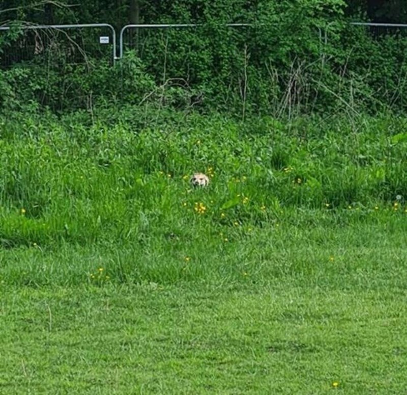2. Svaki put kad želimo poći kući iz parka, on nam se sakrije...