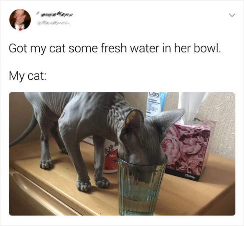 Moja mačka obožava piti iz čaše