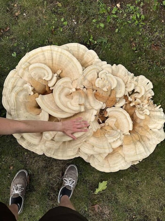 48. Golema gljiva