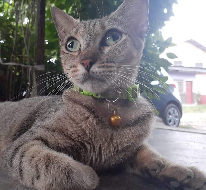 17. Maca koja ima trokutaste zjenice