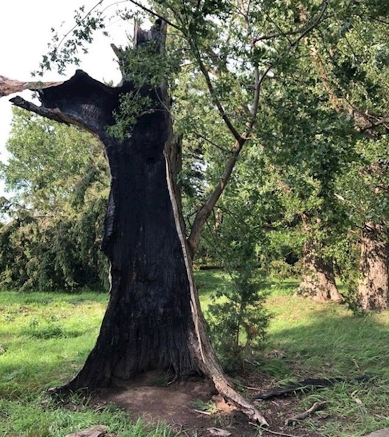 14. Iz stabla kojeg je uništio grom i dalje raste zdrava grana