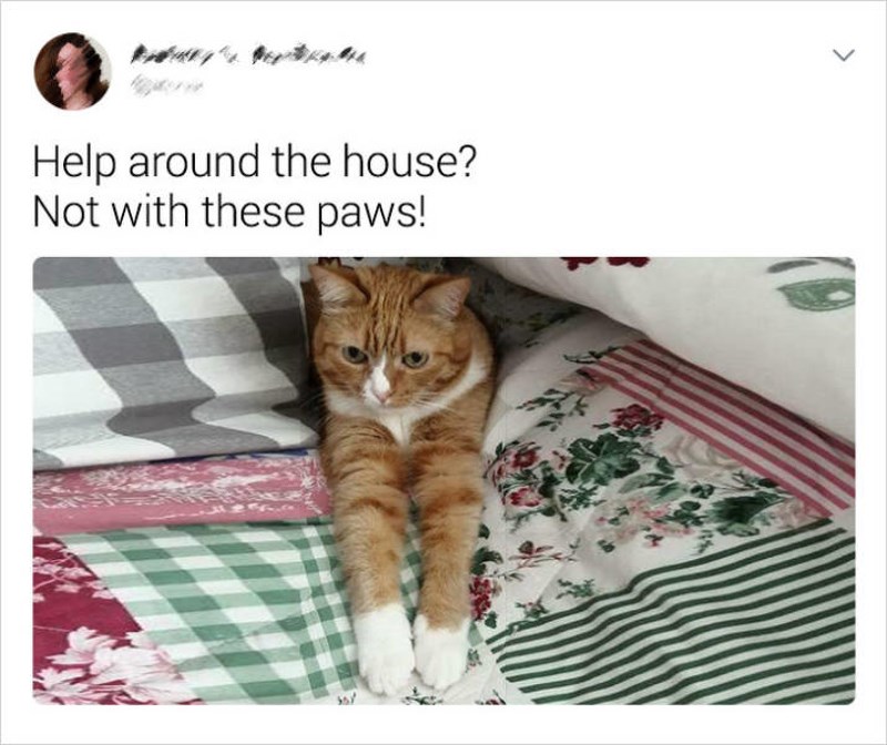 Pomoć u kući? Hmm, ne s ovim šapama