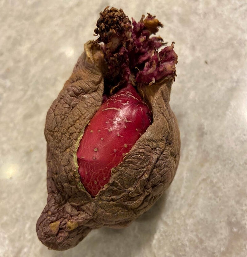 7. Unutar krumpira raste još jedan krumpir