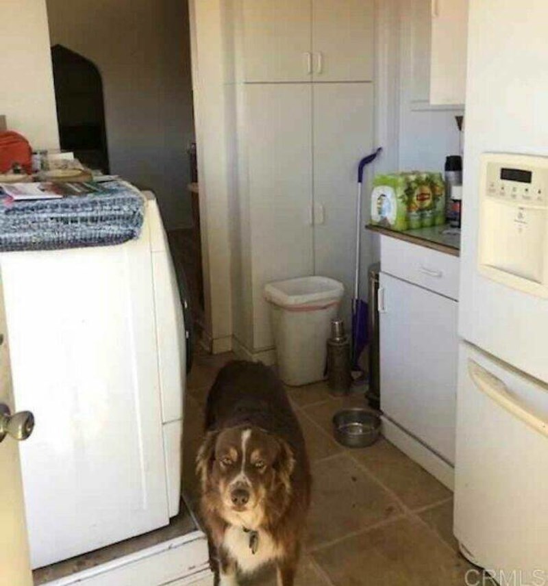 3. Psu se izgleda ne seli