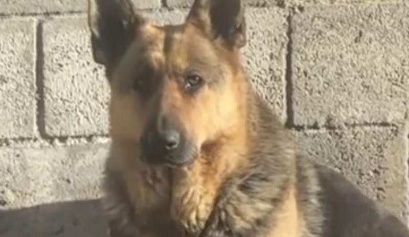 Snimku iz Dalmacije lajkalo je preko tisuću ljudi, odmah će vam biti milo oko srca