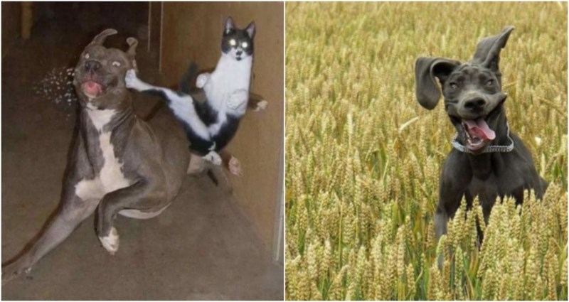 20+ smiješnih i simpatičnih fotki životinja koje će vam odmah izmamiti osmijeh na lice